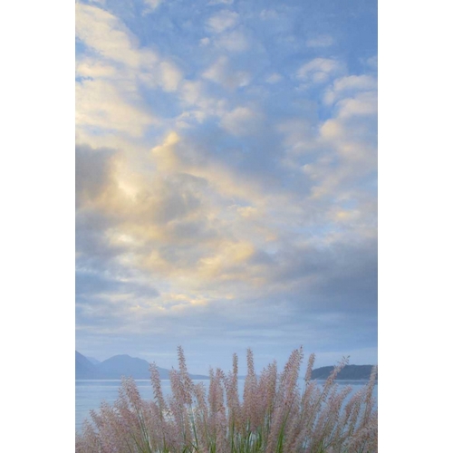 Washington, Seabeck Pennisetum ornamental grass